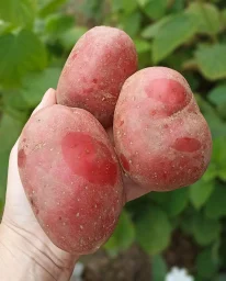 Сорт картофеля Эволюшн 0