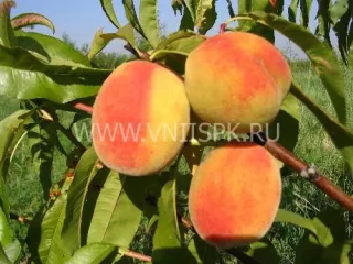 Сорт персика Ранний Кубани