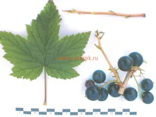 Сорт смородины черной Ядрёная