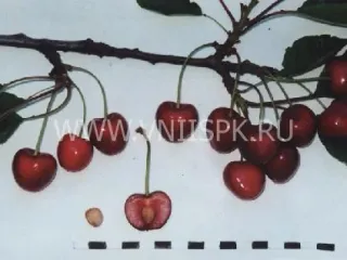 Сорт черешни Берекет