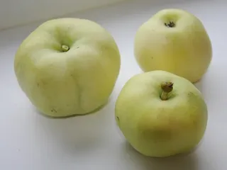 Сорт яблони Белый налив