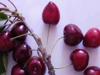 Сорт черешни Пиковая Дама