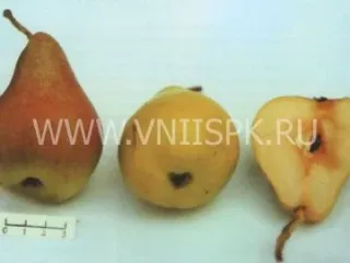 Сорт груши Дуля Астраханская