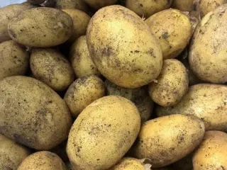 Сорт картофеля Колетте