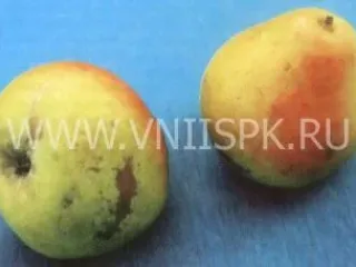 Сорт груши Дубовская Ранняя