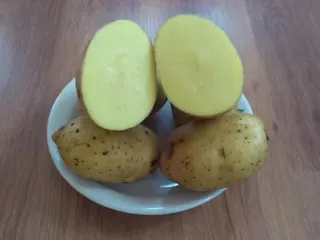 Сорт картофеля Джелли