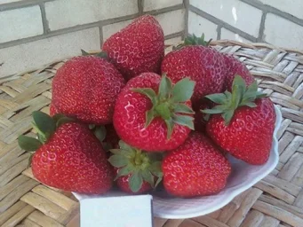 Сорт клубники Кимберли 4
