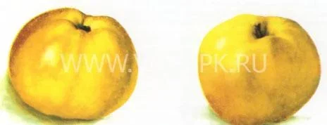 Сорт яблони Куйбышевское 0