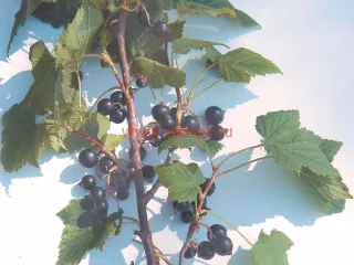 Сорт смородины черной Память Жучкову