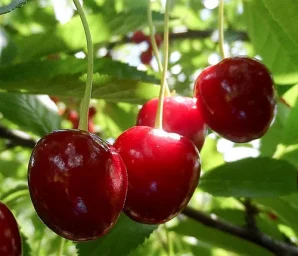 Сорт вишни Любская 3