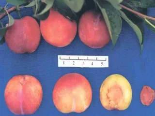 Сорт сливы китайской Хабаровская Ранняя