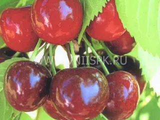 Сорт черешни Аннушка (Черешня)