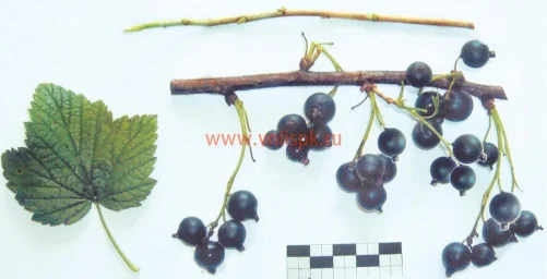 Сорт смородины черной Чемпион Приморья 0
