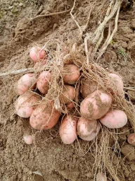 Сорт картофеля Кумач 0