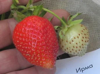 Сорт клубники Ирма 1