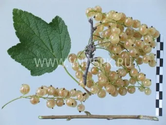 Сорт смородины красной Баяна 0