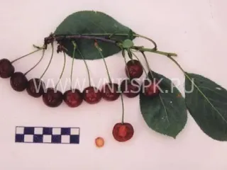 Сорт вишни Дубовочка
