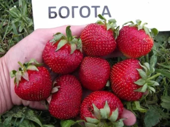 Сорт клубники Богота 3