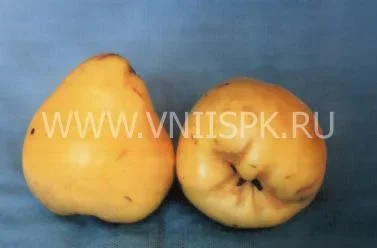 Сорт айвы Каунчи-10 0