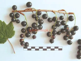 Сорт смородины черной Софья