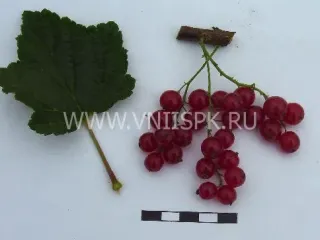 Сорт смородины красной Красный Крест (Red Cross)