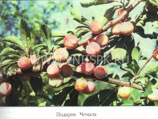 Сорт сливы китайской Подарок Чемала