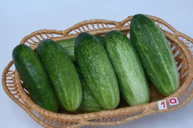 Сорт огурца Изящный 1