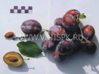 Сорт сливы домашней Богатырская