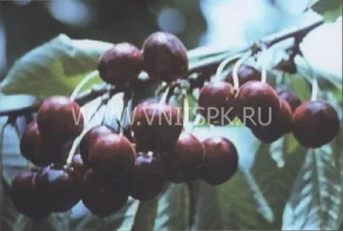 Сорт черешни Нальчанка 0