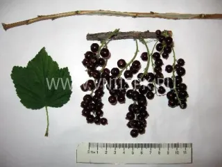 Сорт смородины красной Виксне (Красная Виксне, Вишнёвая Виксне)