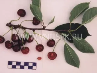 Сорт вишни Любимица