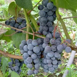 Сорт винограда Таежный 0