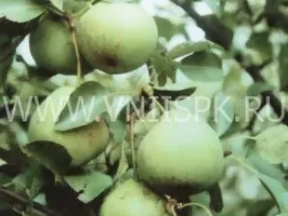 Сорт груши Память Паршина