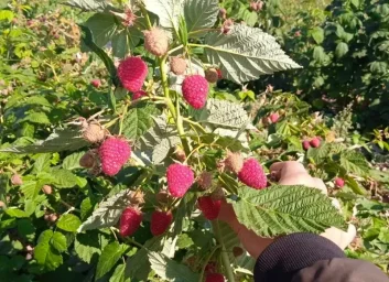 Сорт малины Похвалинка 1