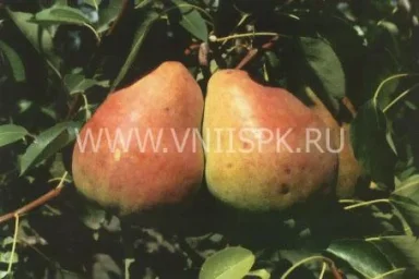 Сорт груши Горячеводская 0