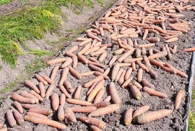 Сорт моркови Самсон 1