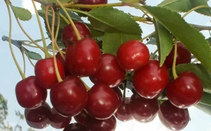 Сорт вишни Щедрая 1