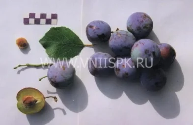 Сорт сливы домашней Мечта (Слива Домашняя) 0