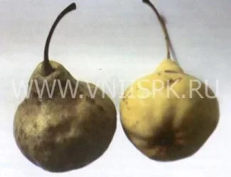 Сорт груши Волжская Осенняя 0