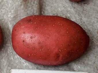 Сорт картофеля Розара 4