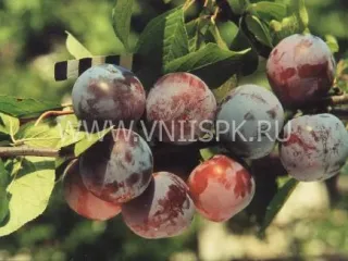 Сорт сливы домашней Ренклод Харитоновой