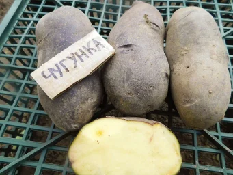 Сорт картофеля Чугунка 0