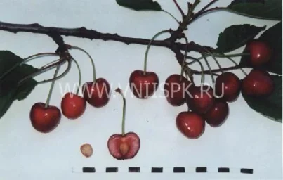 Сорт черешни Берекет 0