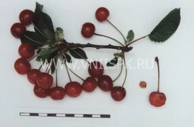 Сорт вишни Гуртьевка 0