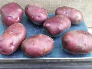 Сорт картофеля Голубой Дунай