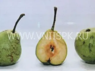 Сорт груши Гимринская