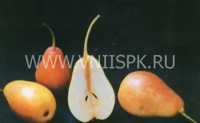 Сорт груши Румяная Беркут 0