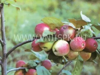 Сорт яблони Красноярское Сладкое