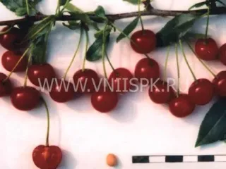 Сорт вишни Изобильная