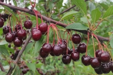 Сорт вишни Конкурентка 0